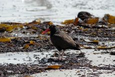 Schwarzer Austernfischer (1 von 14).jpg